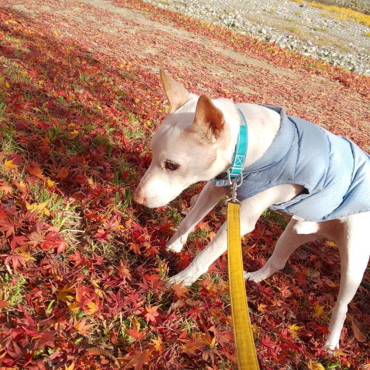 Ec8cb916 f61d 4a09 9976 5f3f314452a4 1543974016095