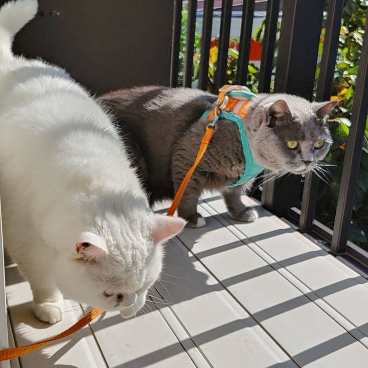 Ec9658e4 9a64 4ad5 bdc2 7b334b2ed654 1728692790156