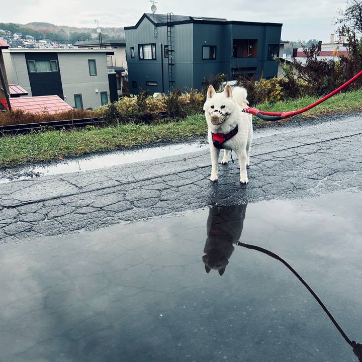 Ec98308e 63d3 4b9c a41a b910aff38273 1761886699281