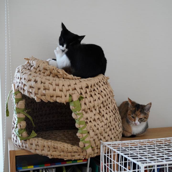 Ec98b6dc 085f 48eb affd 2cbf18936206 1572997134332