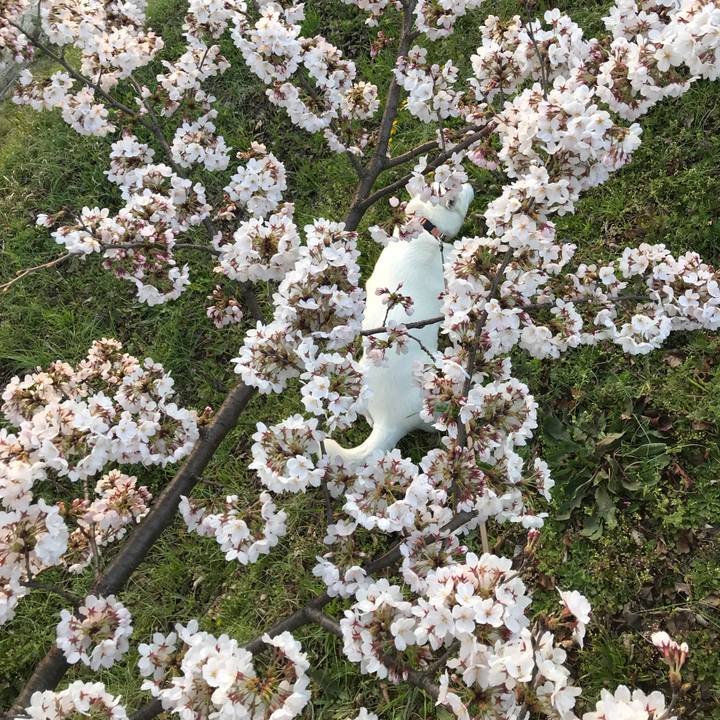 Ec9e1bbb d68f 4206 8c7b 6d71035ba87f 1521975534888