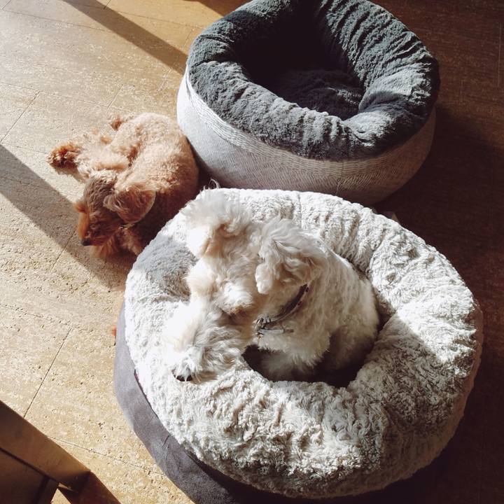 Eca15cc7 9bc4 4ea3 b83d ffe9e99ec494 1545230841444