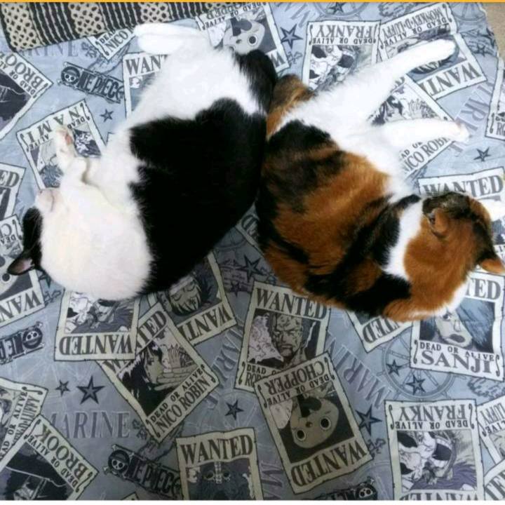 Eca813b7 8548 433a 9933 37e6a4bbe890 1537672504614