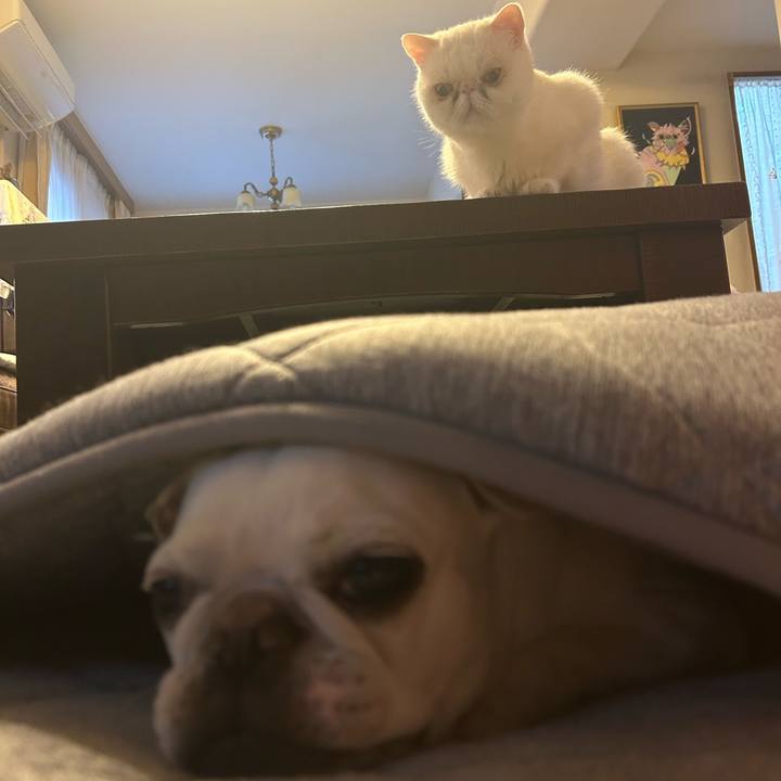 Ecaba7e7 56b6 4c82 a64e c559cccc3f50 1689144018674