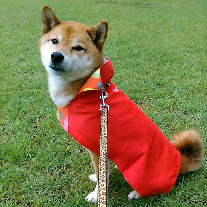 Ecabd04e 30c2 4c7e ba93 32f9e328f774 1560127370878