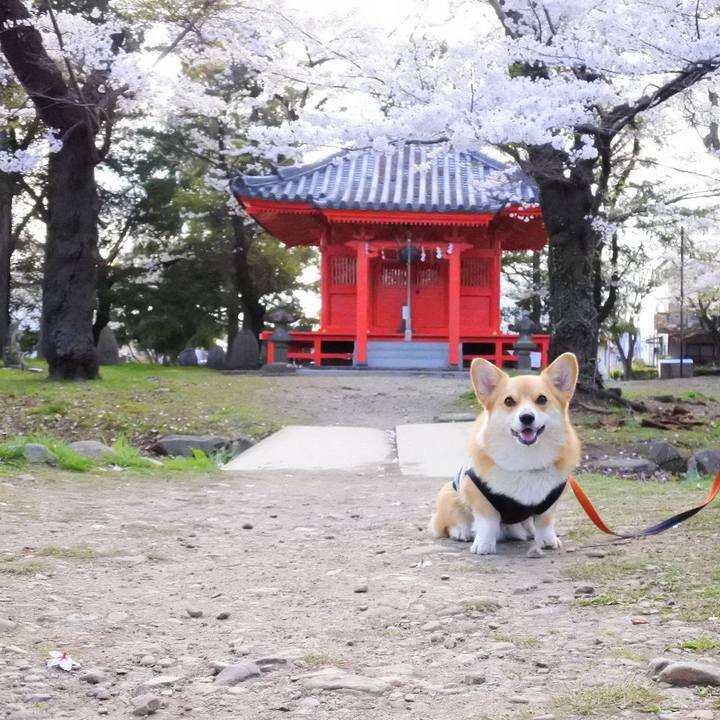 Ecae47f1 34fa 4b8e a28d 2ce07a2d0c4a 1523619575386