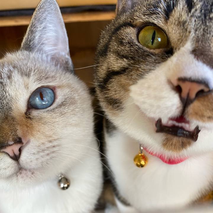 Ecaf4662 fde4 4bbb 81a8 2cf1d41b5081 1667608816307