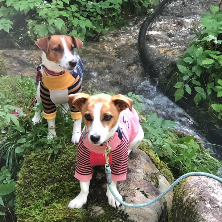 Ecb7dc5f f0f5 43b2 9b36 c0804a754f47 1531742911146