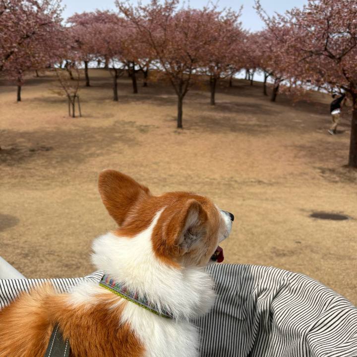 Ecb82a18 eca6 454b 9c1d 47b316da877f 1773386419456