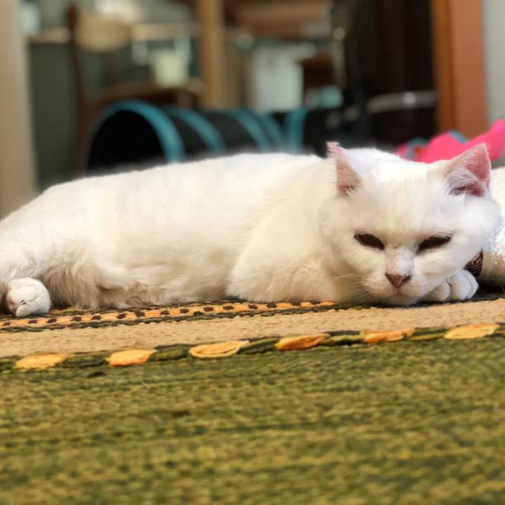 Ecbd1094 1053 41c9 aa51 47abb60d1fb6 1532489494631