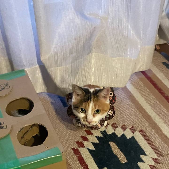 Ecbf769d 3b22 4dcc b0f4 85d6c4af8f4d 1760354953494