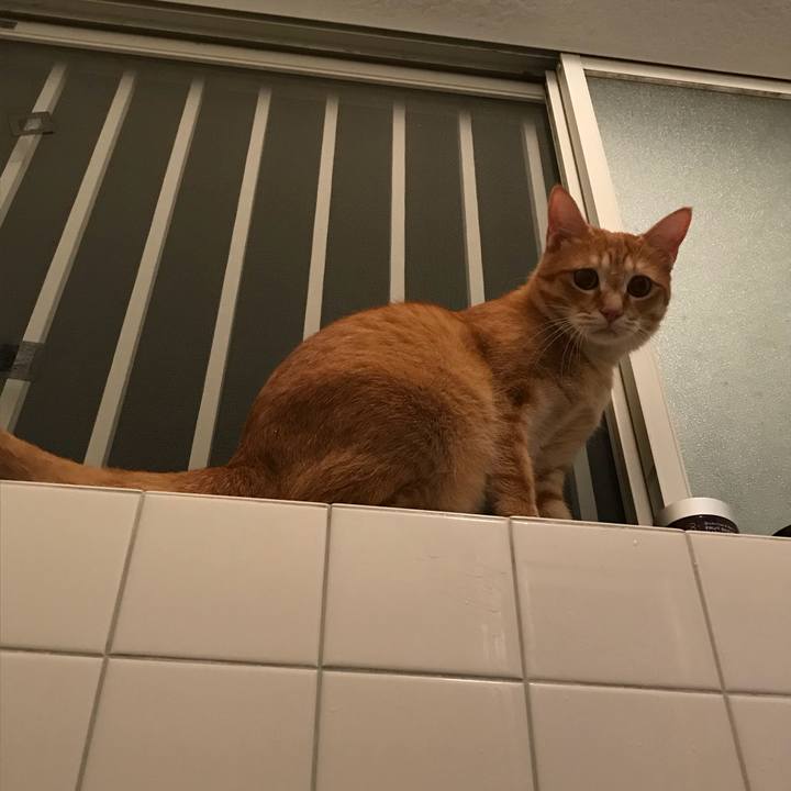 Ecc0da1b da1f 4b1a abd5 70689b7ab5a2 1532170516859