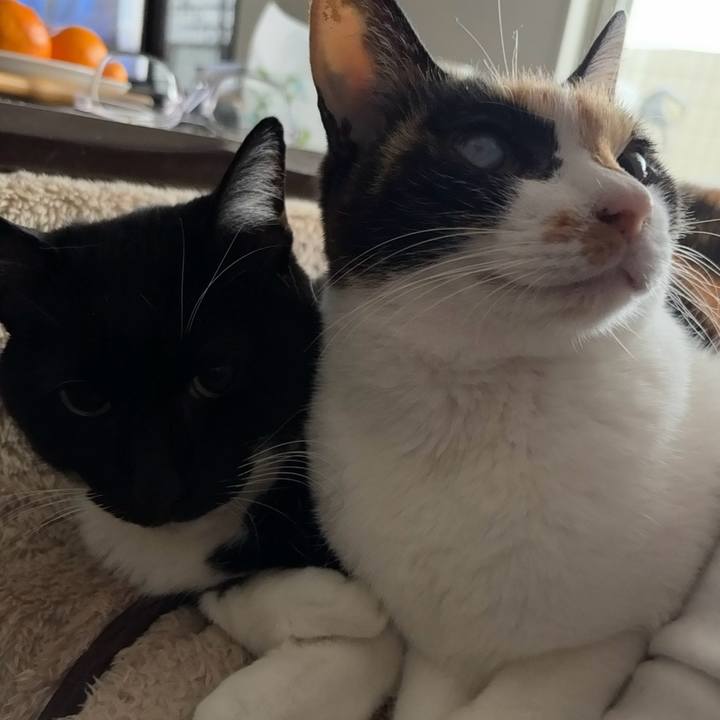 Ecc28d36 7a86 4da6 84c8 178189ec4434 1762990043428