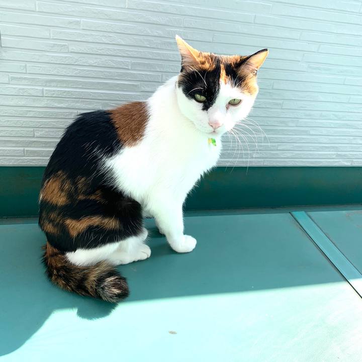 Ecc5c0ca 4eb1 4aed 995e 274f7f59338b 1587795329247