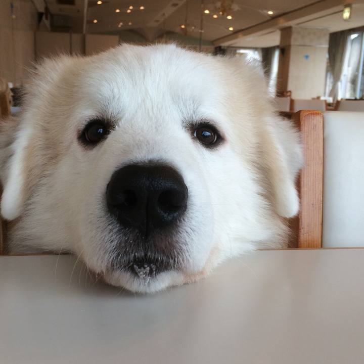 Ecc82f1d b8f8 4651 bb32 d798dc892e57 1526484279795