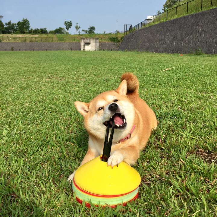 Ecca4a46 c264 4af1 bd8e d2d61d71b2bd 1532142983970