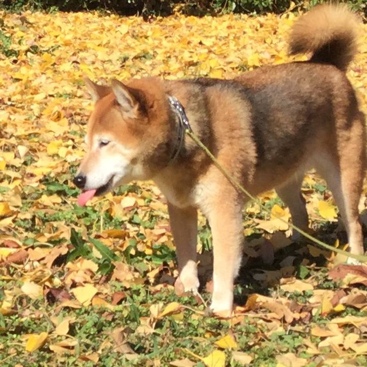 Ecca5e29 4be9 4dcd 8d88 0c8b4dce9008 1607062824621