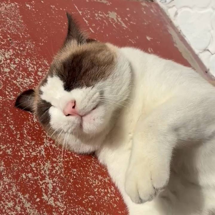 Eccac5c8 9816 437c a67d 1a6b2fe8733e 1765074216066