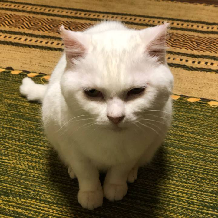 Eccfc429 cd07 4a0f a0b4 538fc34022fd 1561883244410