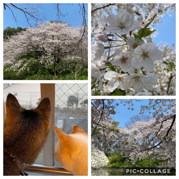 Ecd2f2c9 737c 4350 a896 de146600213d 1585816748297