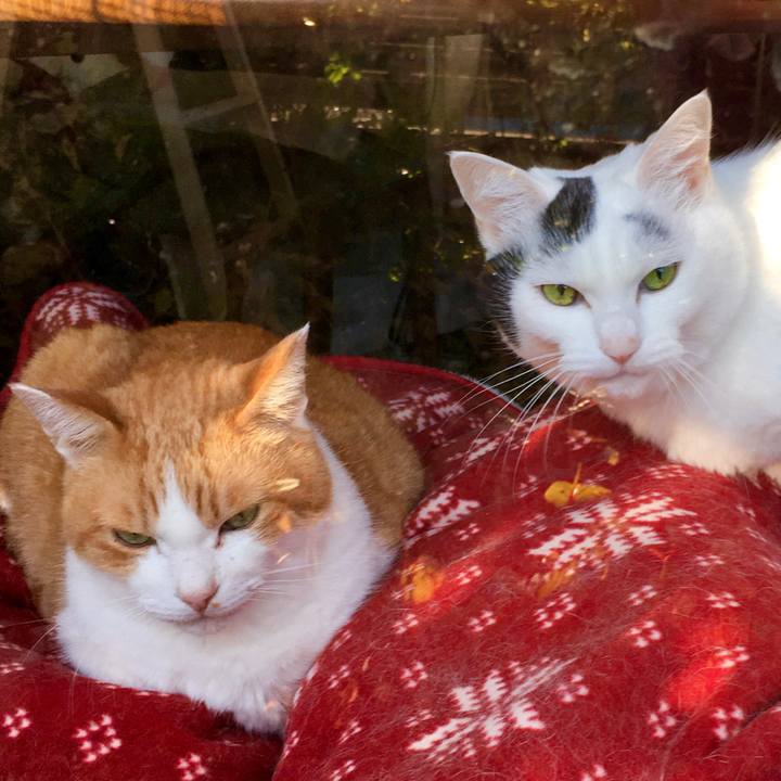 Ecd383a0 c6e8 4ba6 8ef4 980c7ea3e739 1574670208179