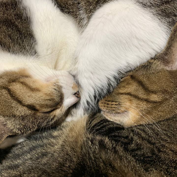 Ecd54a96 d57c 493c 8fbb 0d8b8be7b2ab 1541985944279