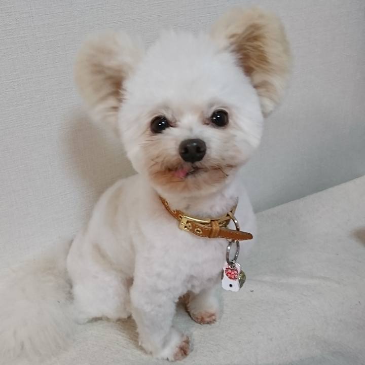 Ecd5ea4a 7b86 4d73 93d1 cf524ddfc3f4 1548411841197