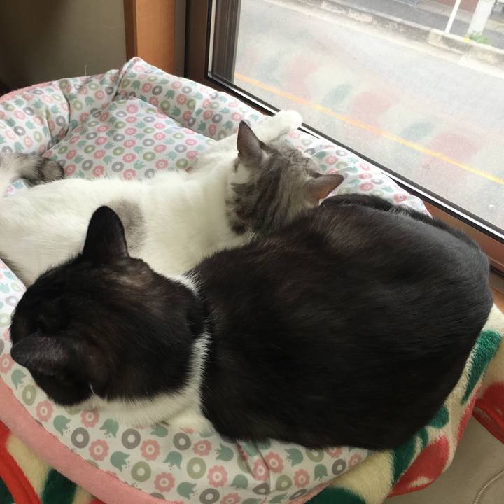 Ecd618ab 058a 4fa8 935f d1a20fe5a6da 1525073354746