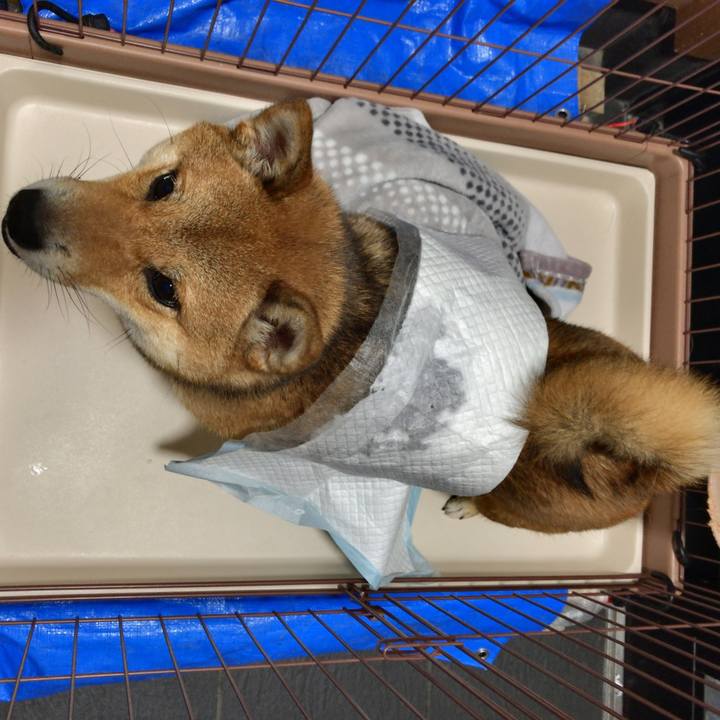 Ecd73ca9 56e9 435f b2bb 1c22839eb036 1529391013219