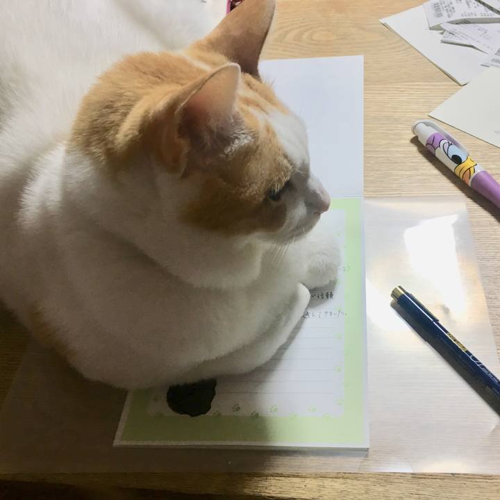 Ecdd16d8 25b0 4eda 946c 859380737a72 1552905780753