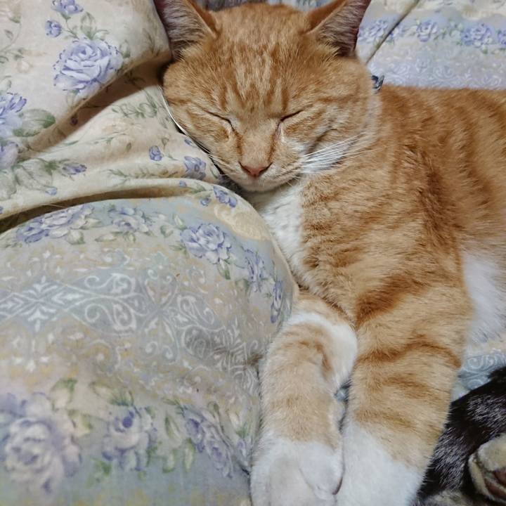 Ecde5afc 0b86 49fd 82b1 871f03402ee5 1573304483666