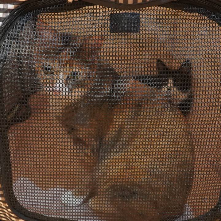 Ece0a962 9184 4a3c 97cf d6b584d7d03a 1597142514043