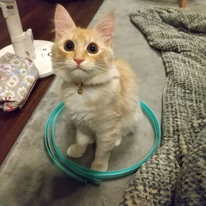 Ece0b595 aa40 4df9 a2e9 bf76b37aac3a 1612706612686