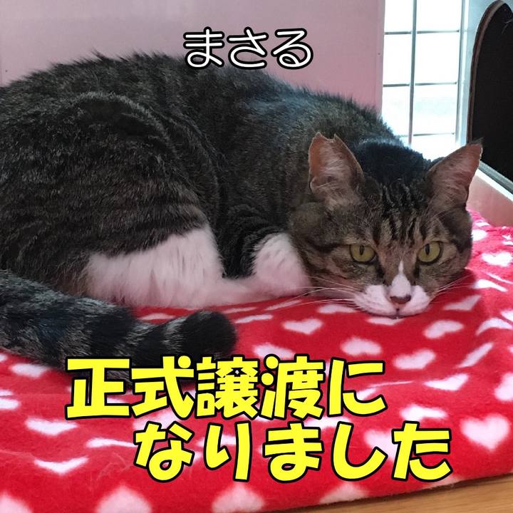 Ece0be8b 2d23 47bc be89 cd6a6fd5fd54 1603924124908