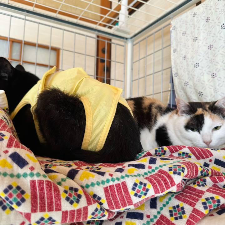 Ece10600 f490 492b bce3 75a75b87f9ef 1718506184330