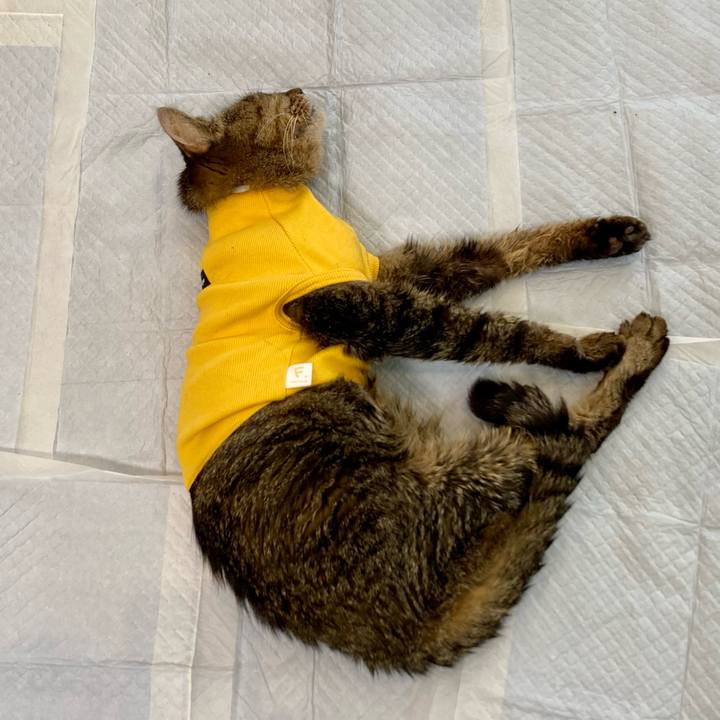 Ece6fd94 56c0 46d1 9322 0137924a8d30 1689302532277