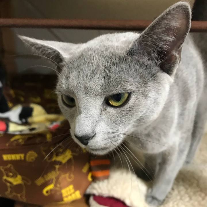 Ecea4321 11f3 4491 bbb7 e084e34824ba 1513205141795