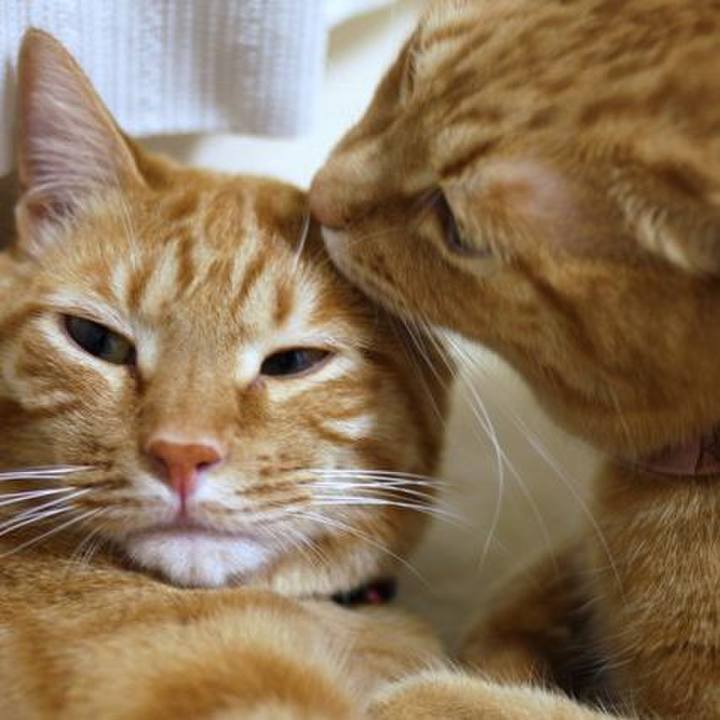 Eceebac0 0db0 45eb a8a4 48623a2c0f9e 1725020058313