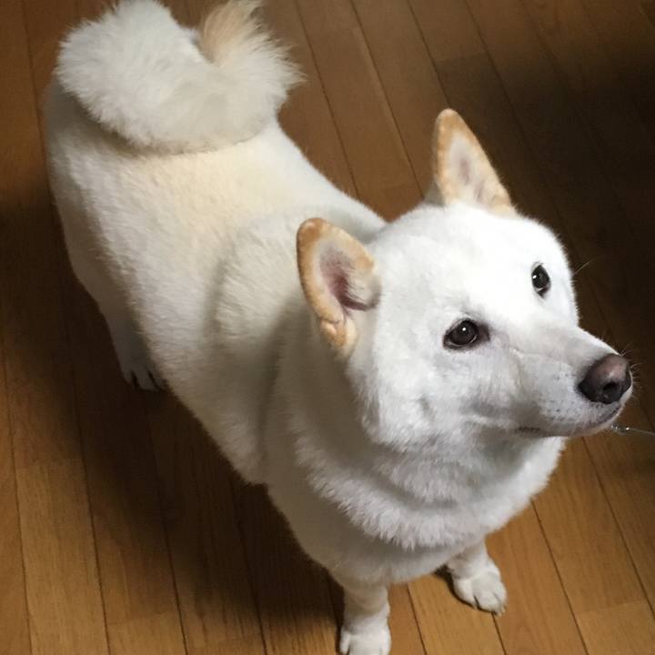 Ecf0a53c 1996 4b2c 9926 48089b60d14b 1537772428434