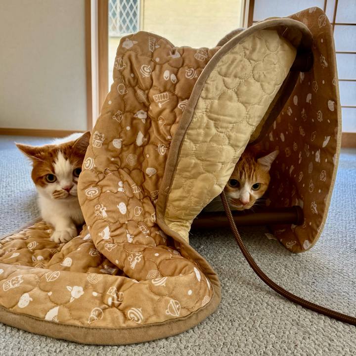 Ecf347da 55d3 4858 a8db 35bb2d3ce44a 1763519454818