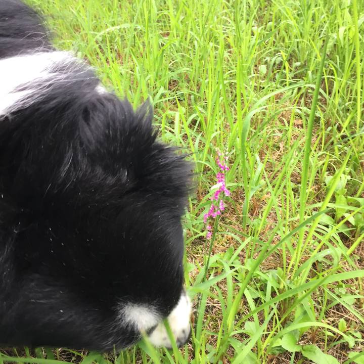 Ecf70bf3 bed0 4df4 a89a a8329b13f254 1529454128072