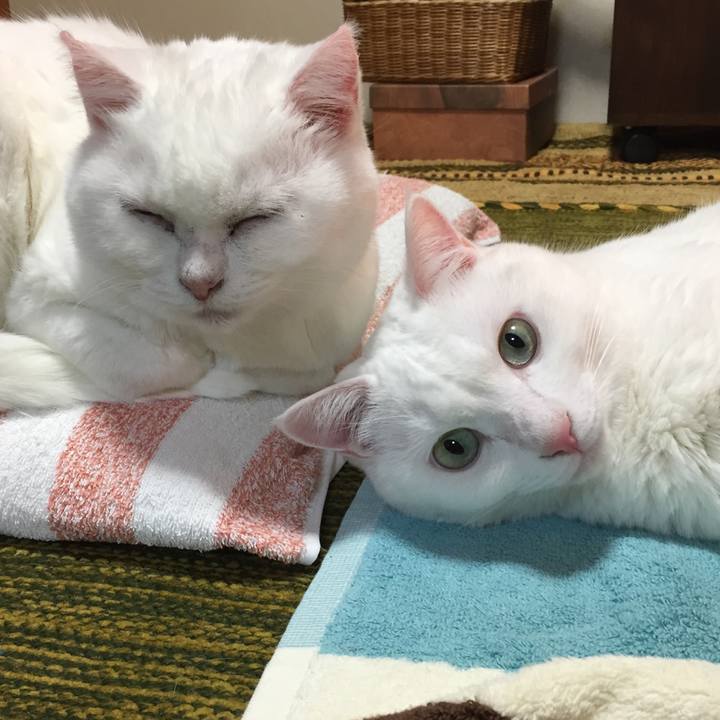 Ecf9b96b 7216 4177 8b3d bbad7f7c2072 1509450220558