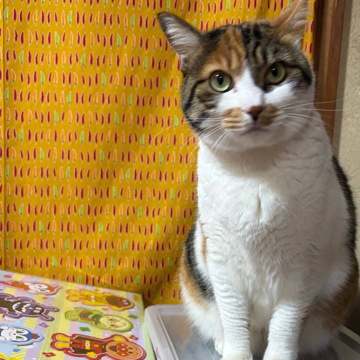 Ecff2da1 5920 4364 b3fb 8d74a8f4d986 1738114872901