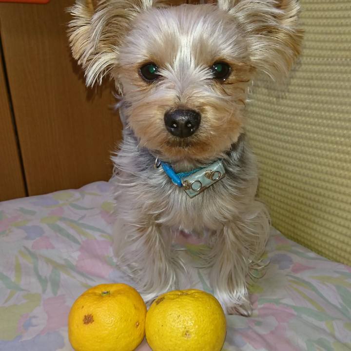 Ed097322 ffc4 4e02 83af be35885cc4b9 1513900395431