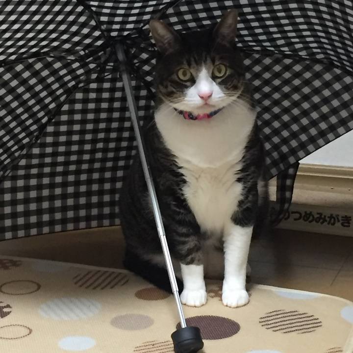 Ed0c14b8 ffde 418d aa70 7d4777036274 1521465860344