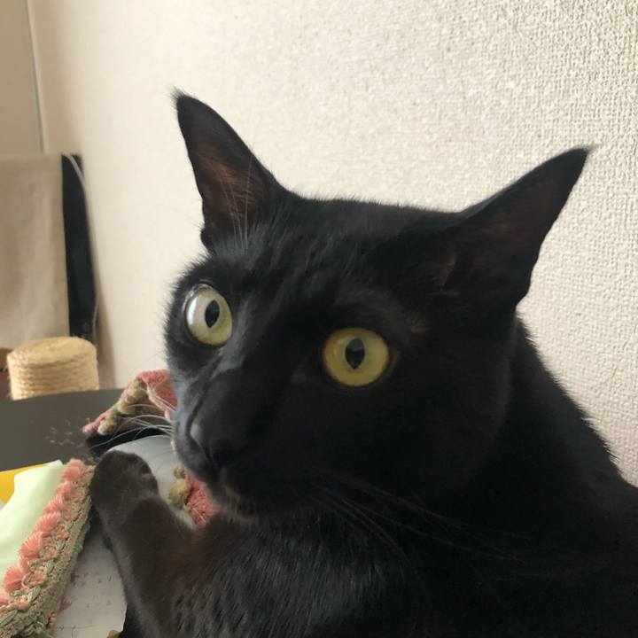 Ed0cfd69 cc34 4ce4 b407 fa4c0b11445d 1581206041408