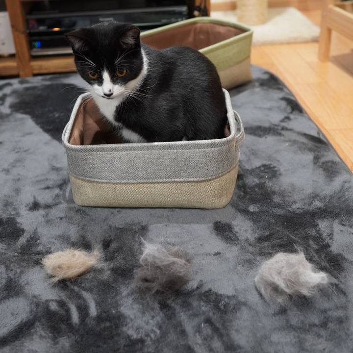 Ed0e3d60 a5e8 4159 9bf0 d9da7520cbb5 1584265848544