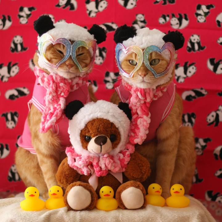 Ed15a717 8944 46ac 8cd5 0f49a3452437 1517903097868