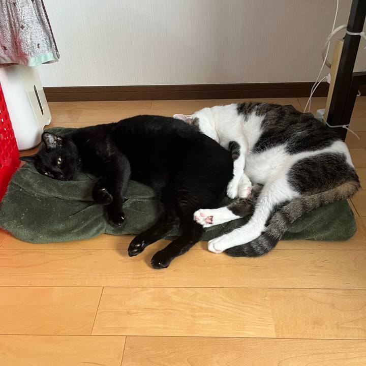 Ed16aa24 9865 439d bcc4 2150ecd306cd 1690953019404