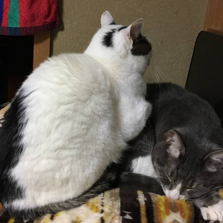 Ed1781d5 3c7d 4cb4 81c0 7173df0c1501 1522503490001